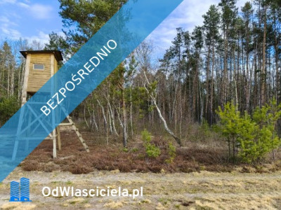 Las sosnowy 50-letni pastwiska 9111 m Pustelnik - Pustelnik  - mazowieckie