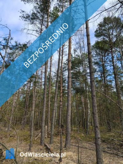 Las sosnowy 50-letni pastwiska 9111 m Pustelnik - Pustelnik  -
mazowieckie Zdjęcie nr 2