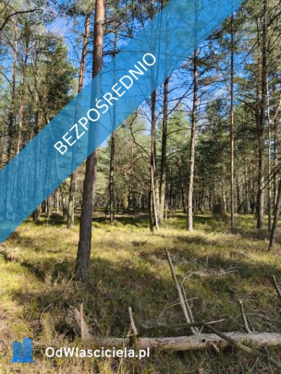 Las sosnowy 50-letni pastwiska 9111 m Pustelnik - Pustelnik  -
mazowieckie Zdjęcie nr 5