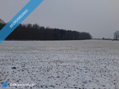 16 ha ziemi Gorzanów   - Gorzanów  -
dolnośląskie Zdjęcie nr 3