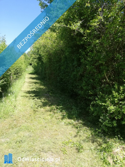 Działka ROD Żeromskiego 300 m - Bocianek  -
świętokrzyskie Zdjęcie nr 6