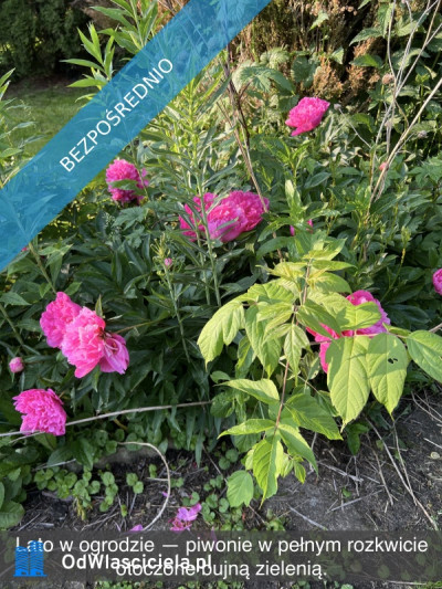 Działka rekreacyjna z domkiem w ROD Kaczeniec - Ząbki koło Warszawy - Ząbki  -
mazowieckie Zdjęcie nr 9