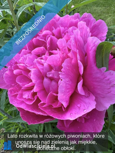 Działka rekreacyjna z domkiem w ROD Kaczeniec - Ząbki koło Warszawy - Ząbki  -
mazowieckie Zdjęcie nr 10