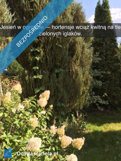 Działka rekreacyjna z domkiem w ROD Kaczeniec - Ząbki koło Warszawy - Ząbki  -
mazowieckie Zdjęcie nr 12