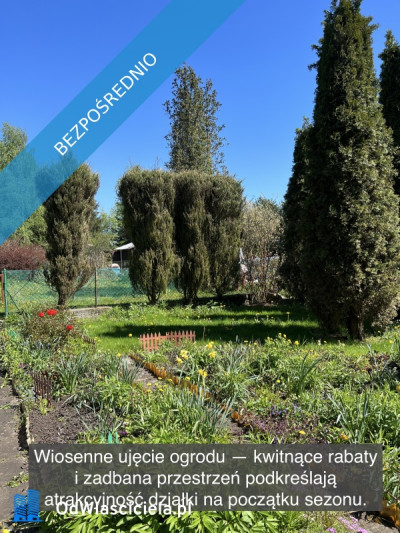 Działka rekreacyjna z domkiem w ROD Kaczeniec - Ząbki koło Warszawy - Ząbki  -
mazowieckie Zdjęcie nr 5