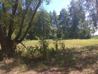 Duża działka w otulinie Kampinosu Dąbrowa  gm Łomianki - Łomianki Dolne  -
mazowieckie Zdjęcie nr 12