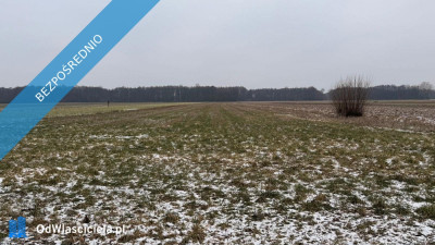 Siedlisko  166 ha z Lasem i Działką Budowlaną  W MILEJEWIE GM OSTROWITE - Milejewo  -
wielkopolskie Zdjęcie nr 9