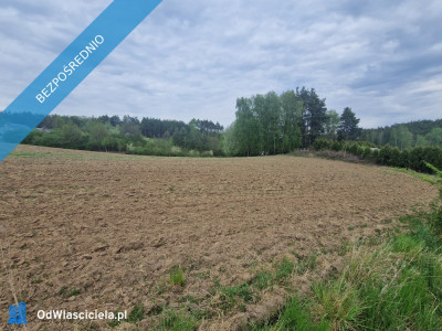Kompleks 9 działek budowlanych - Dębe  -
wielkopolskie Zdjęcie nr 4