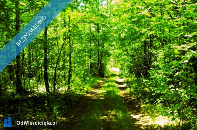 7810m2działka bud 4965m22845m2LAS - Kania Góra  -
łódzkie Zdjęcie nr 11