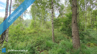Działka budowlana z WZ   las  Rększowice gmina Konopiska 19 230 m - Rększowice  -
śląskie Zdjęcie nr 8