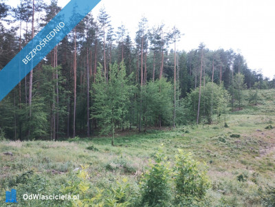 Działki budowlane w lesie nad wodą warmińsko-mazurskie - Purda  -
warmińsko-mazurskie Zdjęcie nr 4
