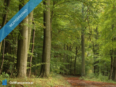 Działki budowlane w lesie nad wodą warmińsko-mazurskie - Purda  -
warmińsko-mazurskie Zdjęcie nr 6