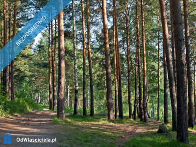 Działki budowlane w lesie nad wodą warmińsko-mazurskie - Purda  -
warmińsko-mazurskie Zdjęcie nr 8
