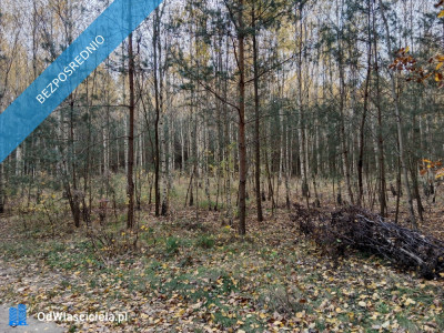 Działka 5200 m2 zalesiona oznaczenie użytku RVI -    -
łódzkie Zdjęcie nr 4