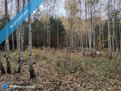 Działka 5200 m2 zalesiona oznaczenie użytku RVI -    -
łódzkie Zdjęcie nr 5