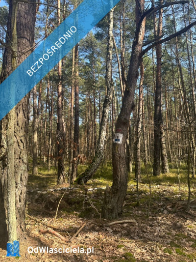 Działka z drzewostanem w linii granicy Warszawy WesołaWiązowna Szpital Zagórze  - Wesoła   -
mazowieckie