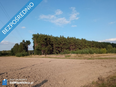 Działki rolne w miejscowości Nojewo - gmina Pniewy -    -
wielkopolskie Zdjęcie nr 3