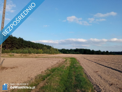 Działki rolne w miejscowości Nojewo - gmina Pniewy -    -
wielkopolskie Zdjęcie nr 4
