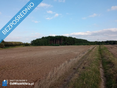 Działki rolne w miejscowości Nojewo - gmina Pniewy -    -
wielkopolskie Zdjęcie nr 8