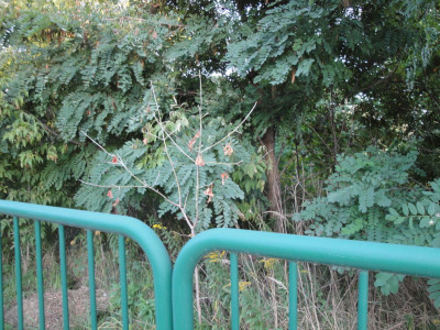 Na sprzedaż działka budowlana - Poznań -
wielkopolskie Zdjęcie nr 2