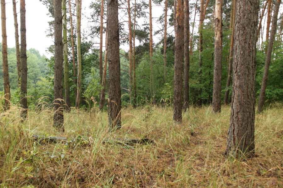 Na sprzedaż działka budowlana - Janikowo -
wielkopolskie Zdjęcie nr 1