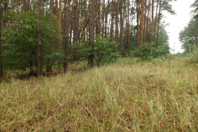 Na sprzedaż działka budowlana - Janikowo -
wielkopolskie Zdjęcie nr 11