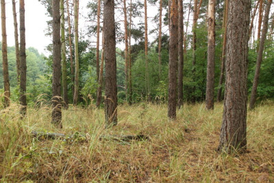 Na sprzedaż działka budowlana - Janikowo - wielkopolskie
