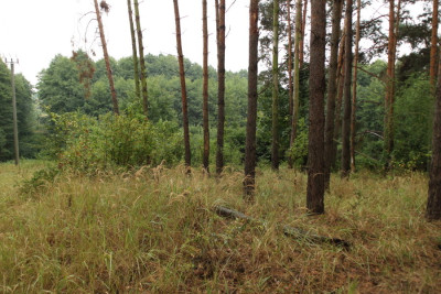 Na sprzedaż działka budowlana - Janikowo -
wielkopolskie Zdjęcie nr 8