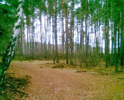 Na sprzedaż działka leśna - Nowy Tomyśl -
wielkopolskie Zdjęcie nr 2