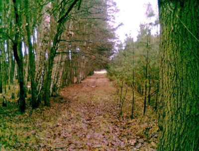 Na sprzedaż działka leśna - Nowy Tomyśl -
wielkopolskie Zdjęcie nr 4