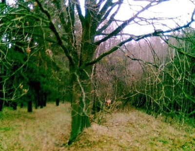 Na sprzedaż działka leśna - Nowy Tomyśl -
wielkopolskie Zdjęcie nr 8