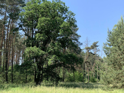 Na sprzedaż działka budowlana - Chojniki -
wielkopolskie Zdjęcie nr 5