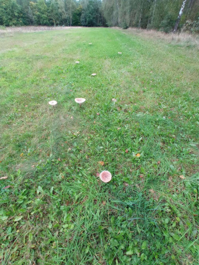 Na sprzedaż działka budowlana - Koźle -
wielkopolskie Zdjęcie nr 11