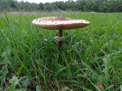 Na sprzedaż działka budowlana - Koźle -
wielkopolskie Zdjęcie nr 9