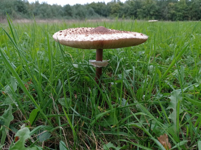 Na sprzedaż działka budowlana - Koźle -
wielkopolskie Zdjęcie nr 10