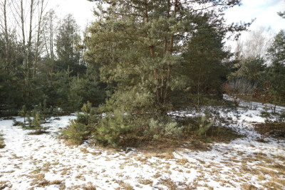 Na sprzedaż działka budowlana - Nekielka -
wielkopolskie Zdjęcie nr 6