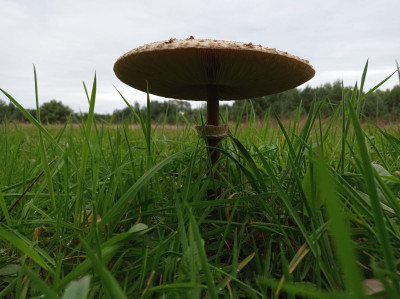 Na sprzedaż działka budowlana - Koźle - wielkopolskie