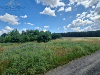 Działka 3053m2 - Głogusz gm Sulechów - Głogusz - lubuskie