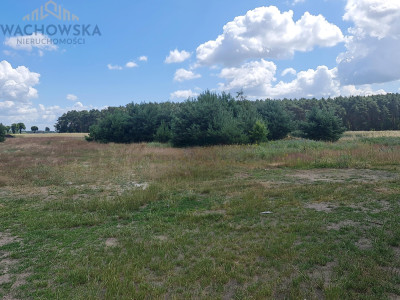 Działka 3053m2 - Głogusz gm Sulechów - Głogusz -
lubuskie Zdjęcie nr 5