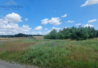 Działka 3053m2 - Głogusz gm Sulechów - Głogusz -
lubuskie Zdjęcie nr 6