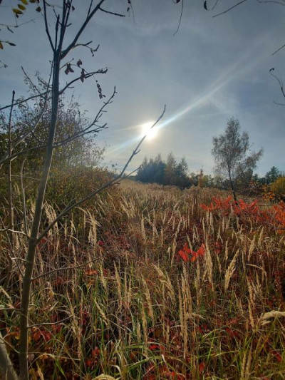 Działka budowlana - Wysoka  -
Śląskie Zdjęcie nr 6