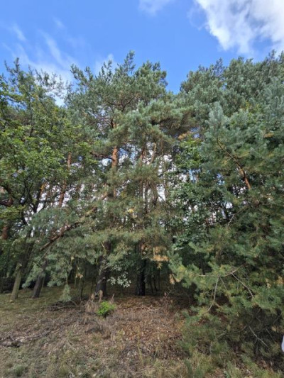 Działka rolno-budowlana - Ożarowice  -
Śląskie Zdjęcie nr 4