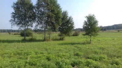 Działka inwestycyjna - Niegowoniczki   -
Śląskie Zdjęcie nr 4