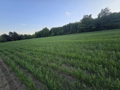 Działka budowlana - Najdziszów   -
Śląskie Zdjęcie nr 5
