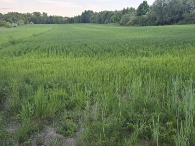 Działka budowlana - Najdziszów   -
Śląskie Zdjęcie nr 7
