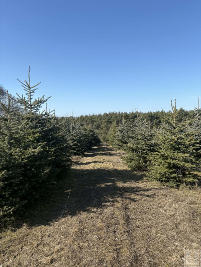 Sielski klimat Natury 2000 tylko 35 km od Poznania - Łubowice  -
wielkopolskie Zdjęcie nr 7