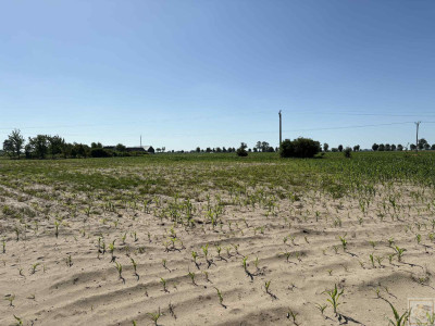 Twoja prywatna natura za niewielkie pieniądze - Osowo Stare  -
wielkopolskie Zdjęcie nr 4