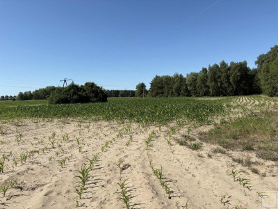 Twoja prywatna natura za niewielkie pieniądze - Osowo Stare  -
wielkopolskie Zdjęcie nr 5