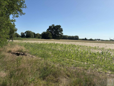 Twoja prywatna natura za niewielkie pieniądze - Osowo Stare  -
wielkopolskie Zdjęcie nr 9