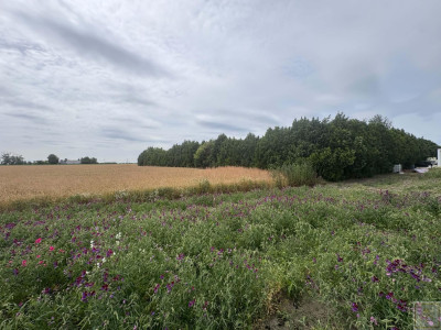 Działka siedliskowa tylko 20 km od Poznania - Przecław  - wielkopolskie